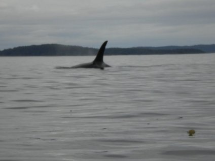 ORCA. Johnston Strait, Canada